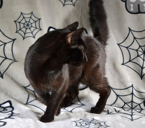 IRIS - Domestic Short Hair available for adoption