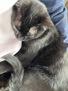 Nyx - Photo 2