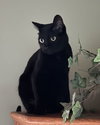 Nyx - Photo 3