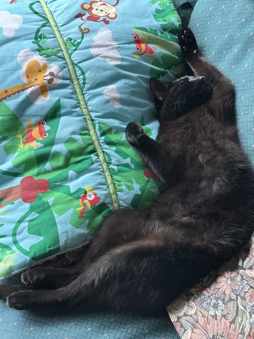 picture of the cat needing adoption
