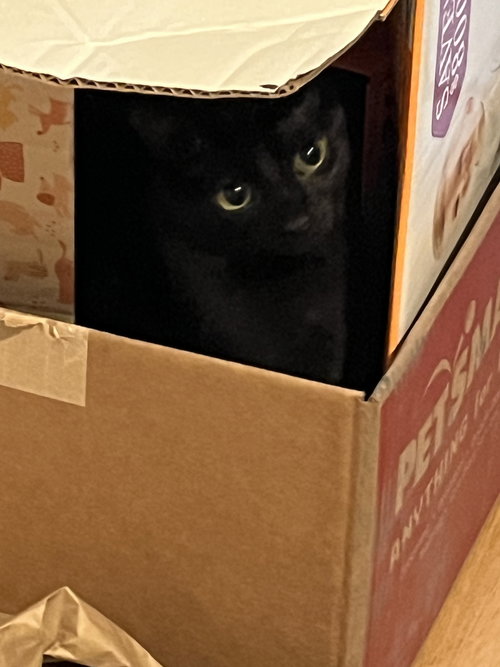 NISA - Domestic Short Hair available for adoption