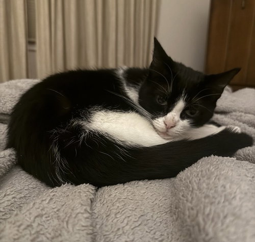 AURORA - Domestic Short Hair / Tuxedo available for adoption