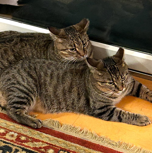 HENRY AND TOTO - Domestic Short Hair / Tabby available for adoption