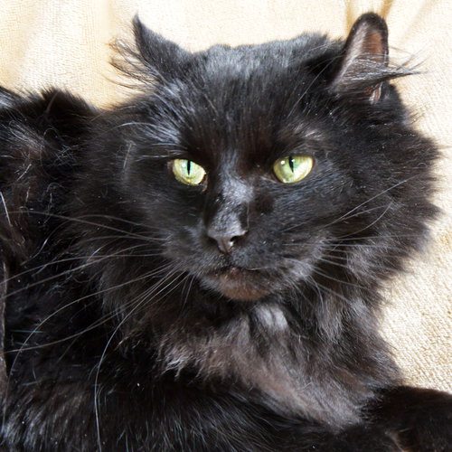 picture of the cat needing adoption