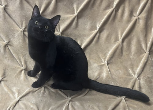 picture of the cat needing adoption