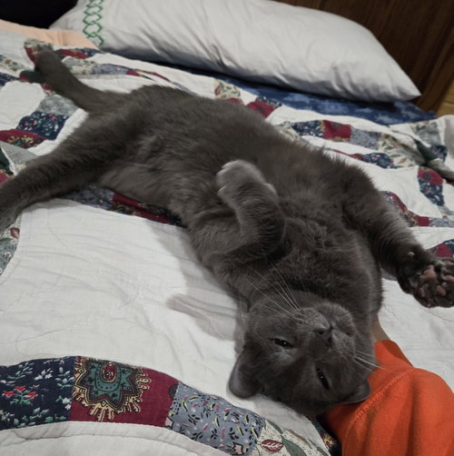 picture of the cat needing adoption