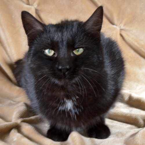 picture of the cat needing adoption