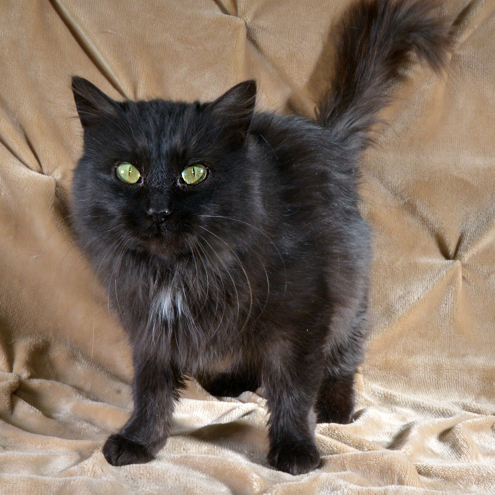Blackie Image