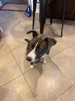 BARKLEE - Husky available for adoption