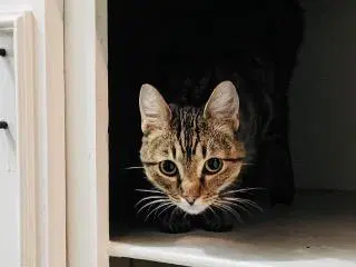 Kk - Domestic Short Hair