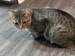 K.K - Domestic Short Hair available for adoption