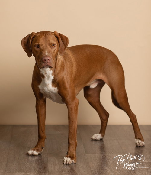 WINSTON - Hound available for adoption