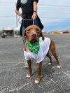 Winston - Photo 3