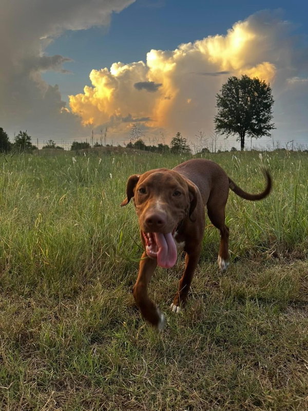 Winston