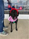 adoptable Dog in claremore, OK named Paisley