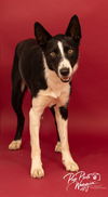 adoptable Dog in , OK named Shiner