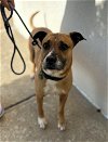 adoptable Dog in claremore, OK named Rowdy