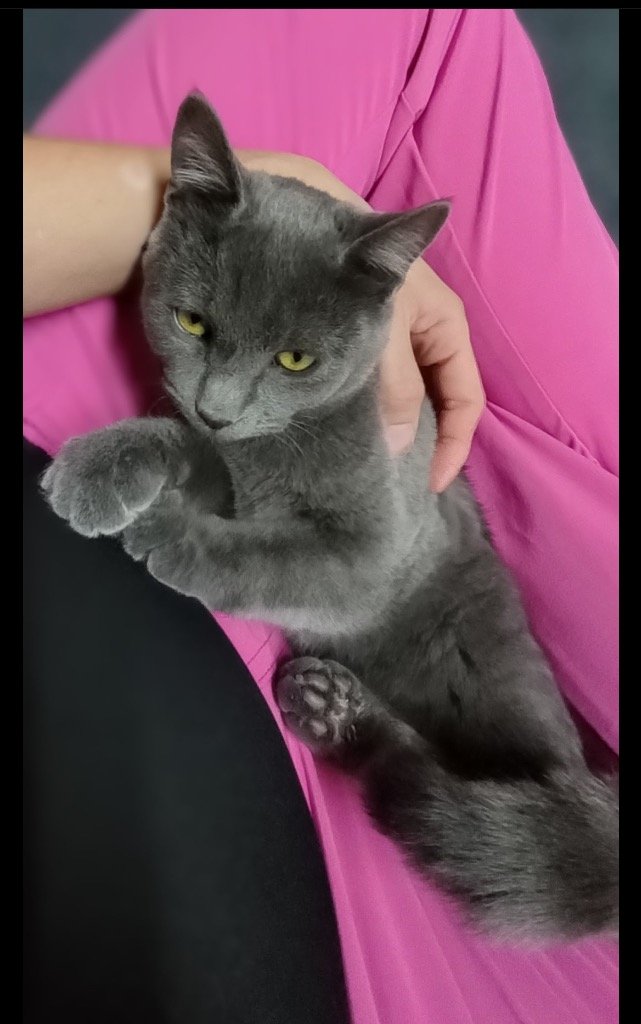 adoptable Cat in Claremore, OK named Blue - CL