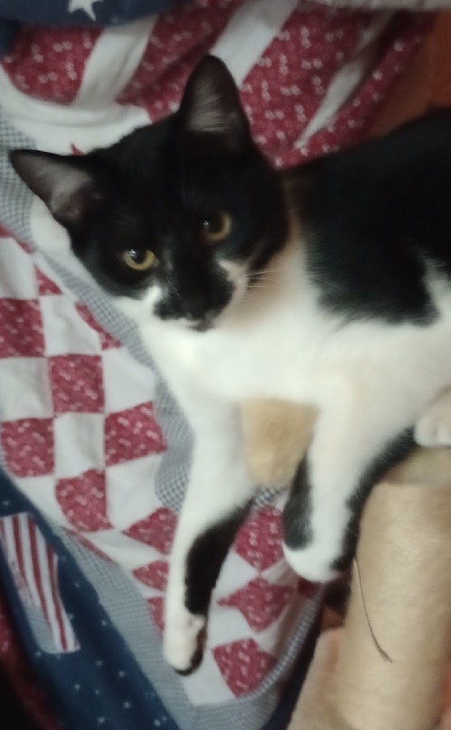 adoptable Cat in Claremore, OK named Mitzi - CL