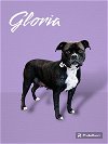 adoptable Dog in  named Gloria