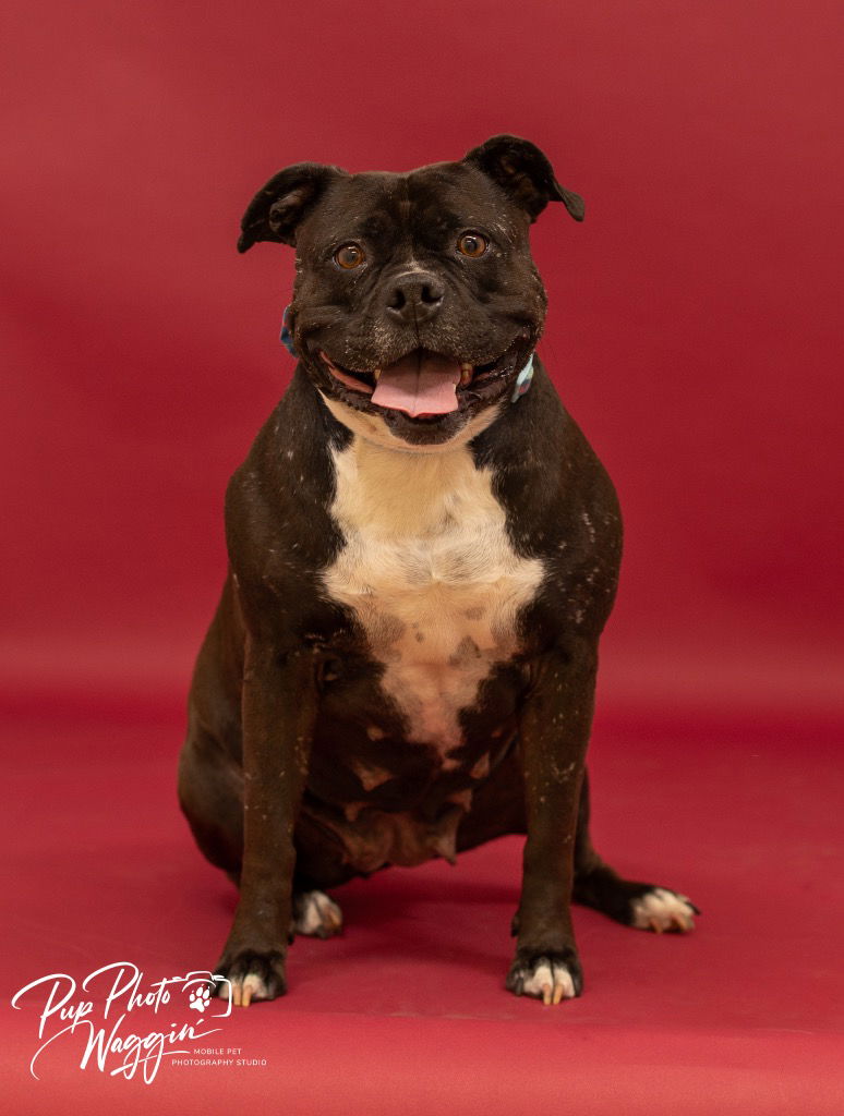 adoptable Dog in Claremore, OK named Gloria