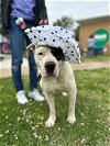 adoptable Dog in claremore, OK named Petra