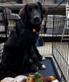 adoptable Dog in claremore, OK named Trooper