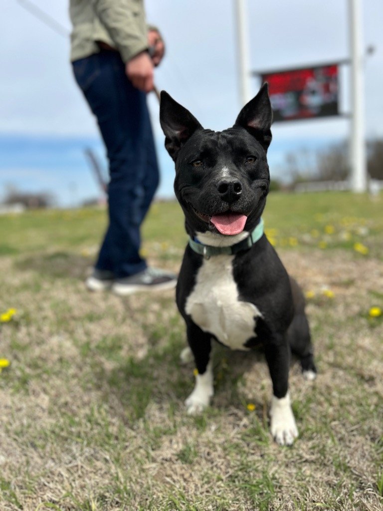 adoptable Dog in Claremore, OK named Marcy