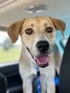 adoptable Dog in Claremore, OK named Nala