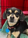 adoptable Dog in , OK named Nugget Q