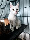 adoptable Cat in claremore, OK named Easter Lilly