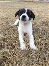 adoptable Dog in claremore, OK named Cypress
