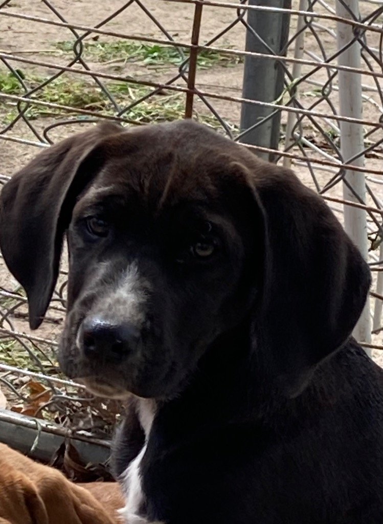 adoptable Dog in Claremore, OK named Jim