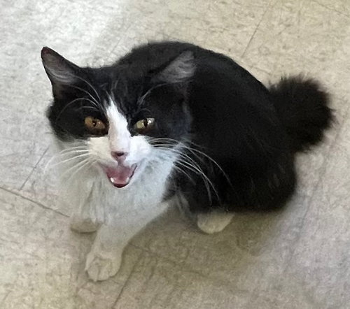 BUNNY - Manx available for adoption