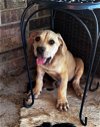 adoptable Dog in claremore, OK named Boba Fett
