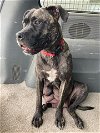 adoptable Dog in claremore, OK named Agnes