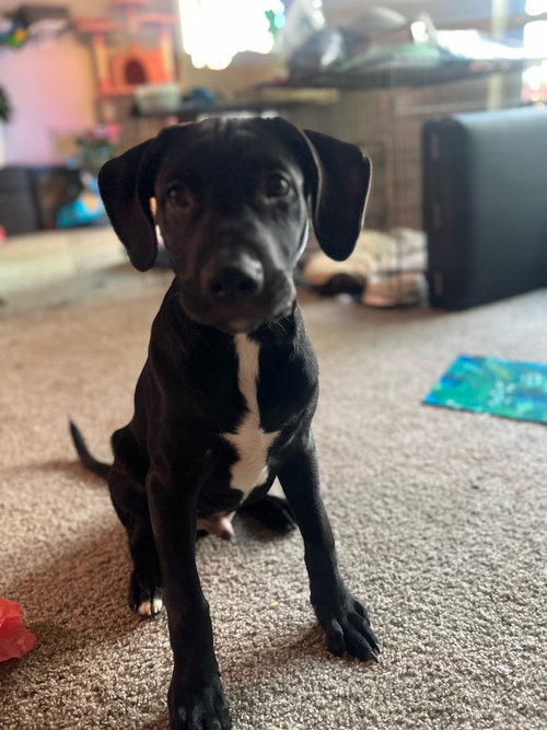 ZIGGY- CL - Labrador Retriever available for adoption