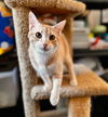 adoptable Cat in , OK named Marlow