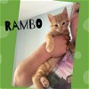 adoptable Cat in , OK named Rambo