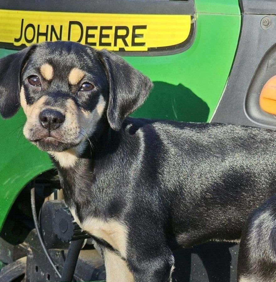 adoptable Dog in Claremore, OK named Hank