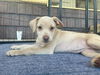 adoptable Dog in Claremore, OK named Jamie