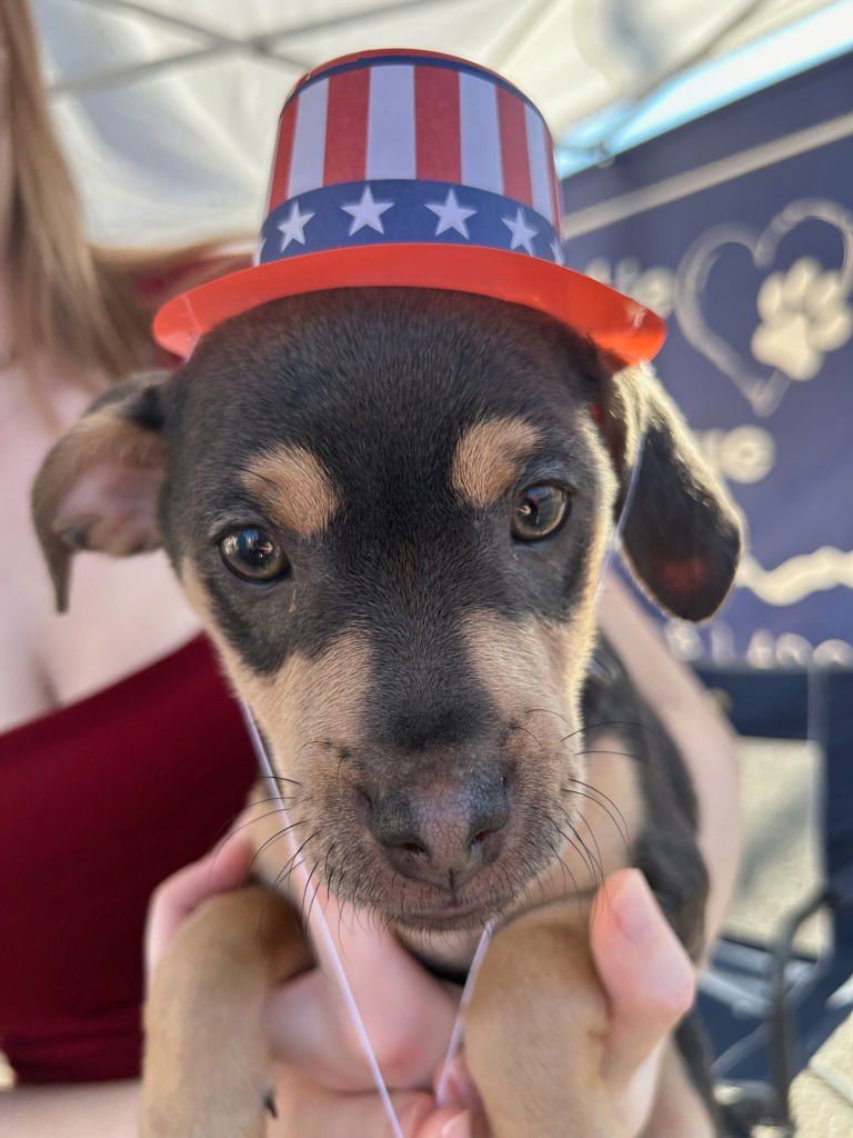 adoptable Dog in Claremore, OK named Theon Greyjoy