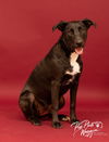 adoptable Dog in , OK named Eden