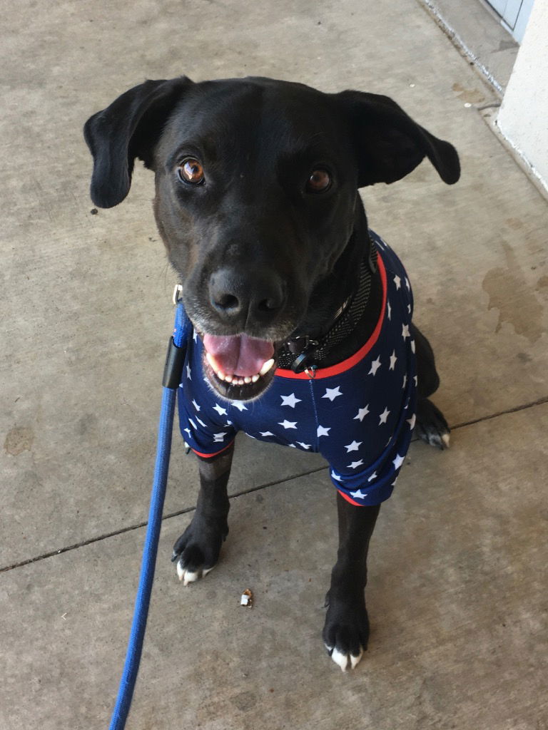 adoptable Dog in Claremore, OK named Leo