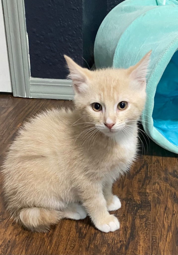 adoptable Cat in Claremore, OK named Bayou