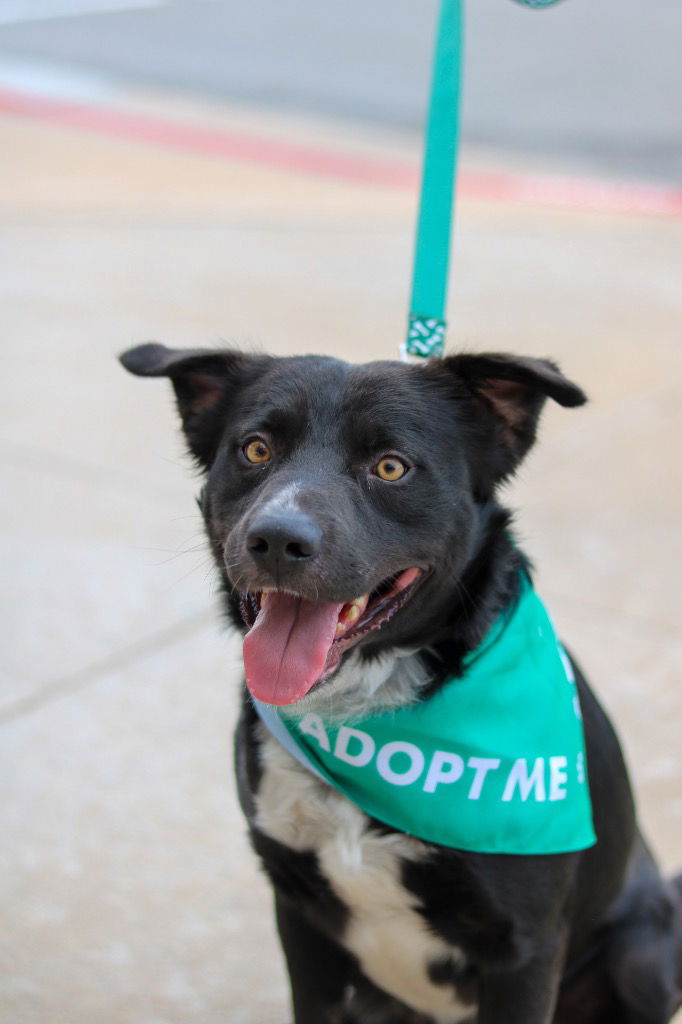 adoptable Dog in Claremore, OK named Chomp