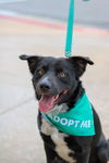 adoptable Dog in , OK named Chomp