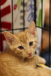 adoptable Cat in Claremore, OK named Hubert