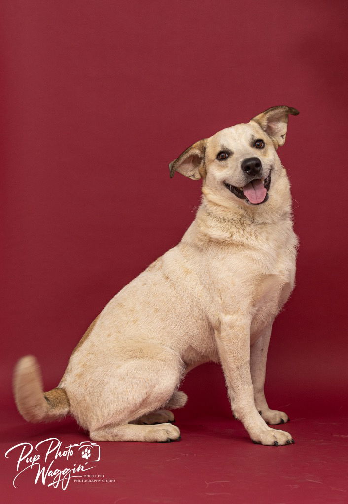 adoptable Dog in Claremore, OK named Pupperoni