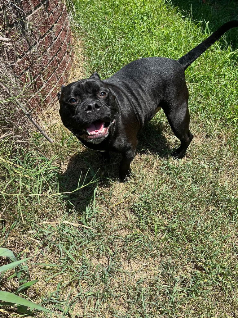 adoptable Dog in Claremore, OK named Boomer - CL